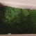 各种野采苔藓如白发藓大灰藓星星藓大量有货