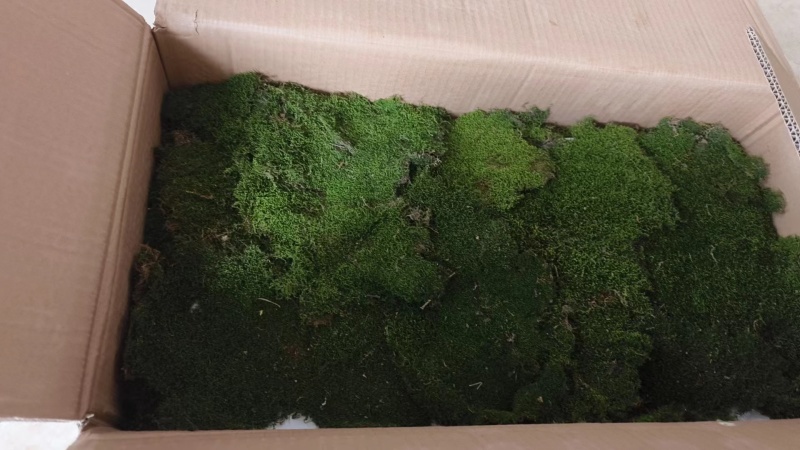 各种野采苔藓如白发藓大灰藓星星藓大量有货