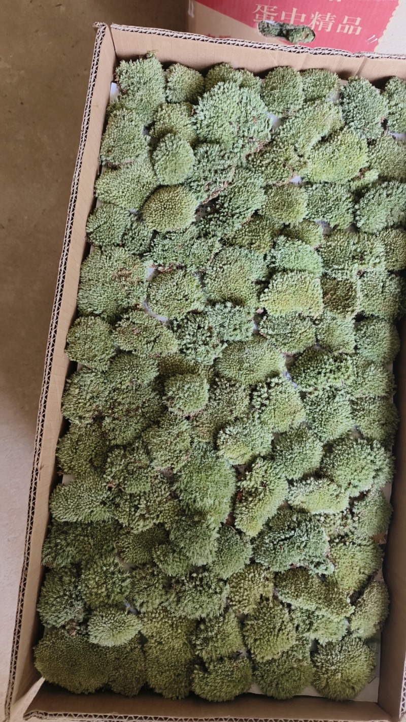 各种野采苔藓如白发藓大灰藓星星藓大量有货