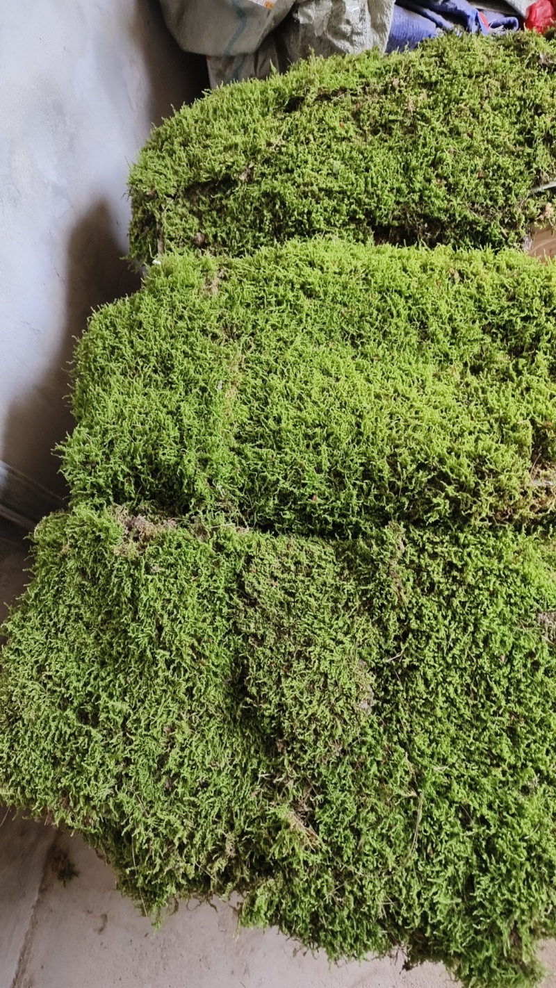 各种野采苔藓如白发藓大灰藓星星藓大量有货