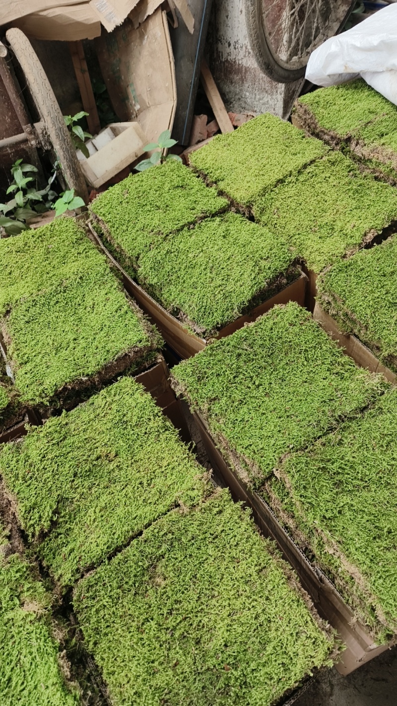 各种野采苔藓如白发藓大灰藓星星藓大量有货