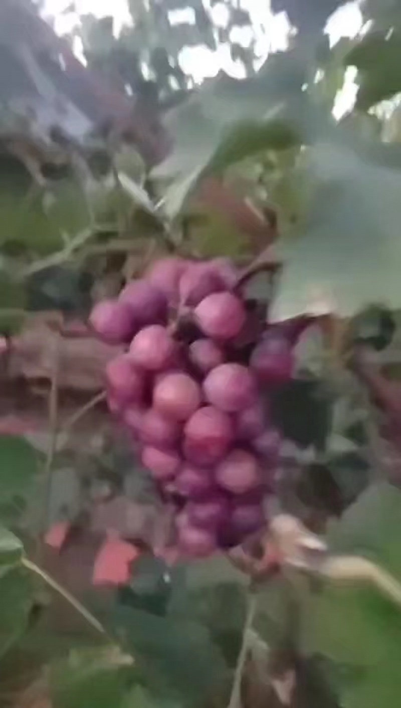 明星巨峰葡萄基地直发，一手货源诚信经营，客户至上！