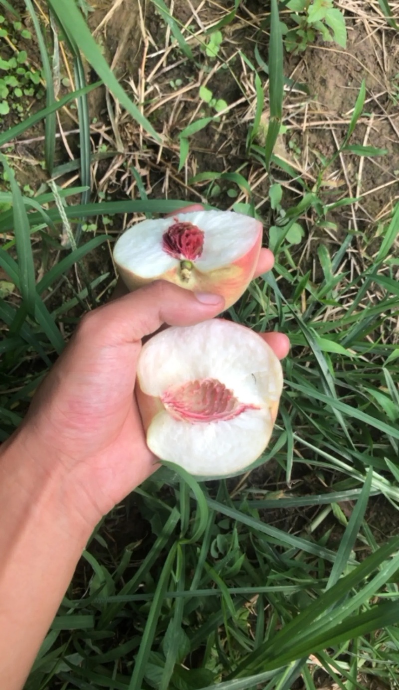 立核桃已上市耐运输