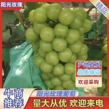 湖南常德市澧县阳光玫瑰量大从优价格美丽欢迎来电