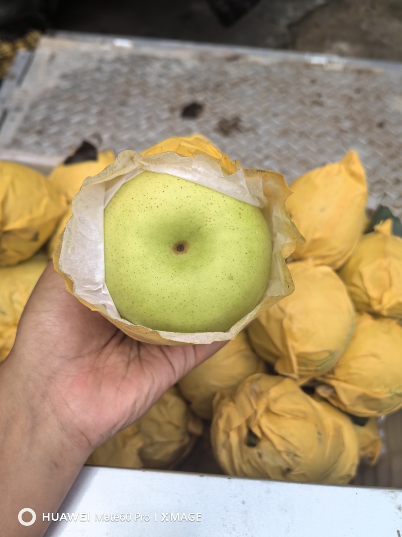 砀山套袋青皮皇冠大量上市，对接各大市场、电商，一条龙服务