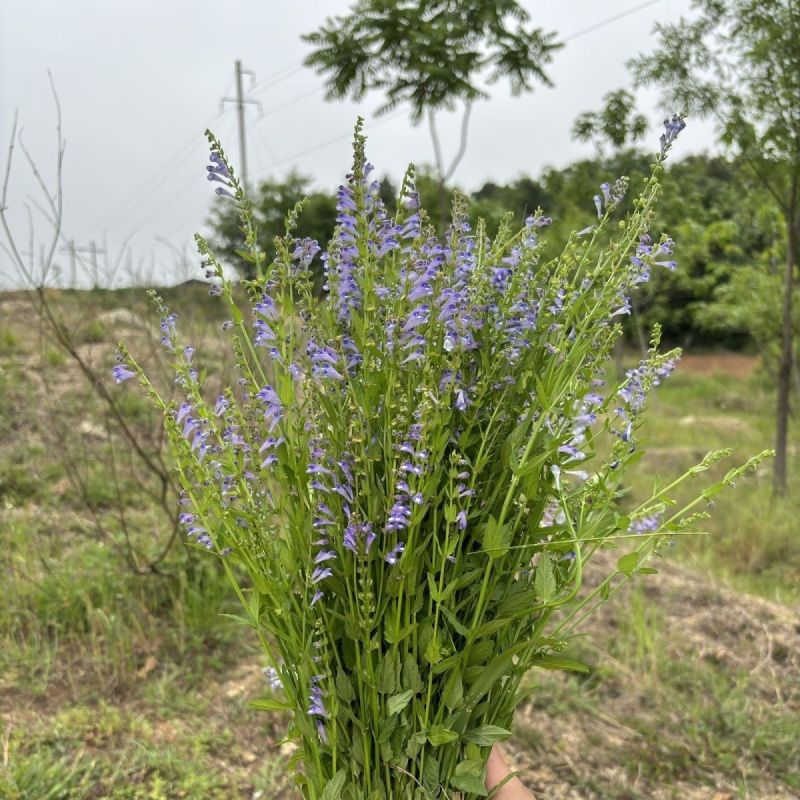 野生半枝莲四方枝产地直新鲜韩信草无硫干货中药材白花蛇舌