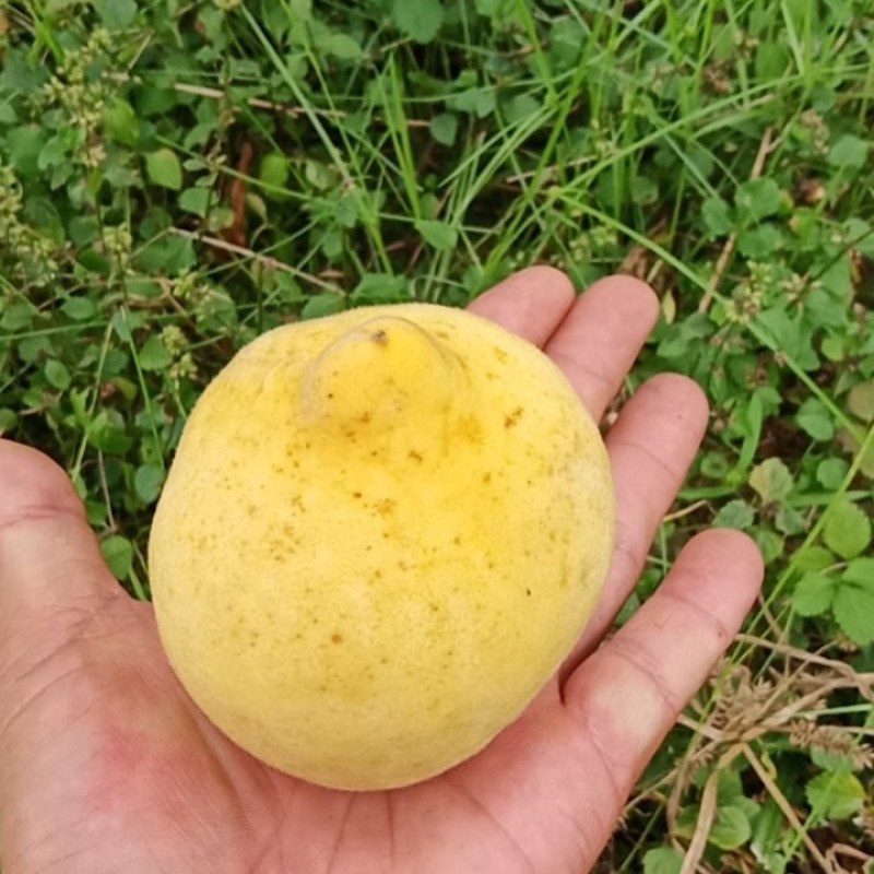 黄桃