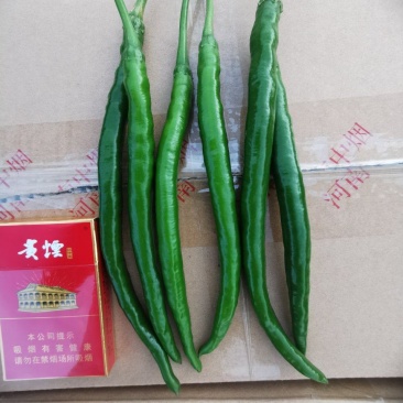 三号椒