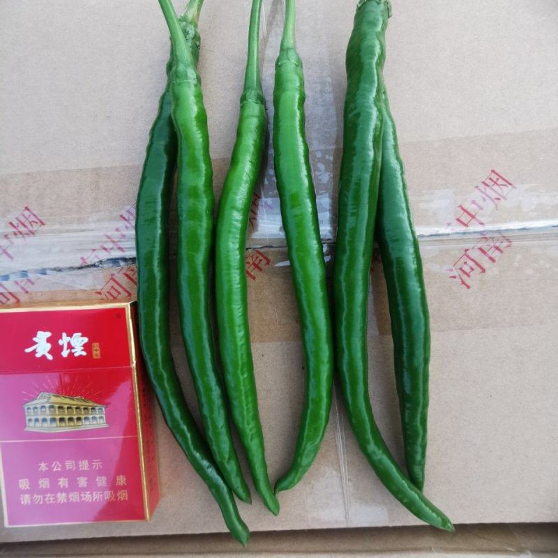 三号椒