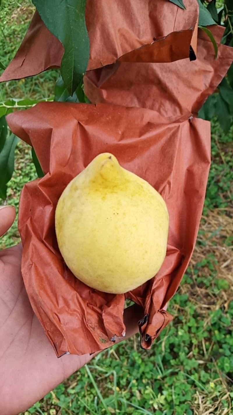 黄桃