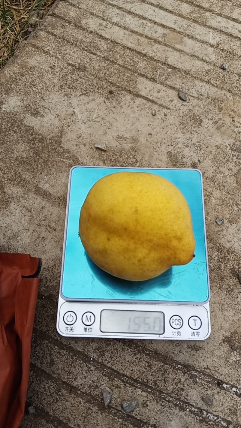 黄桃