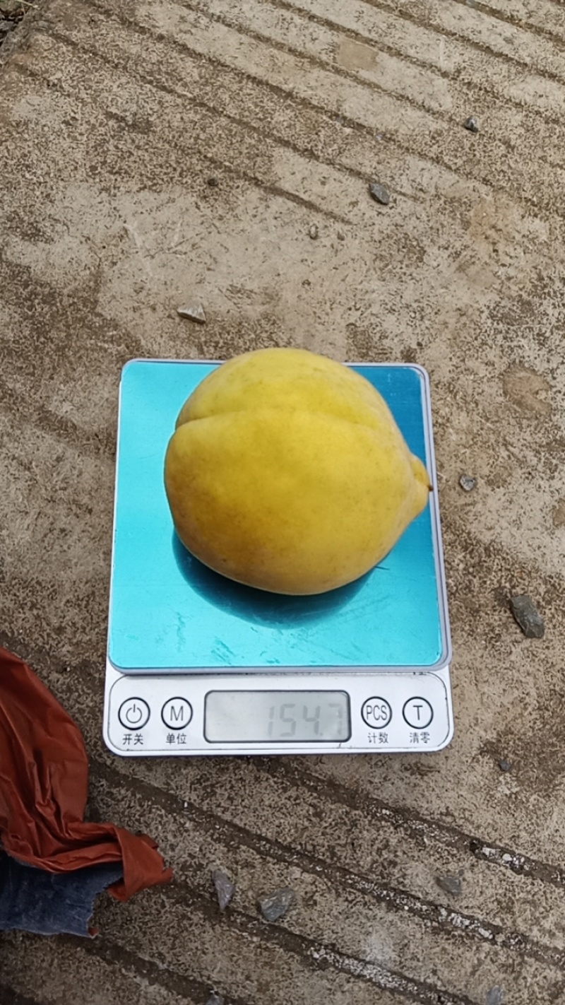 黄桃