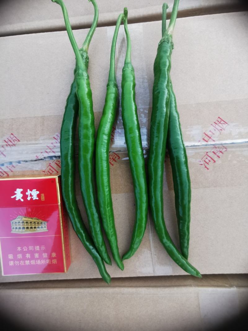 三号椒
