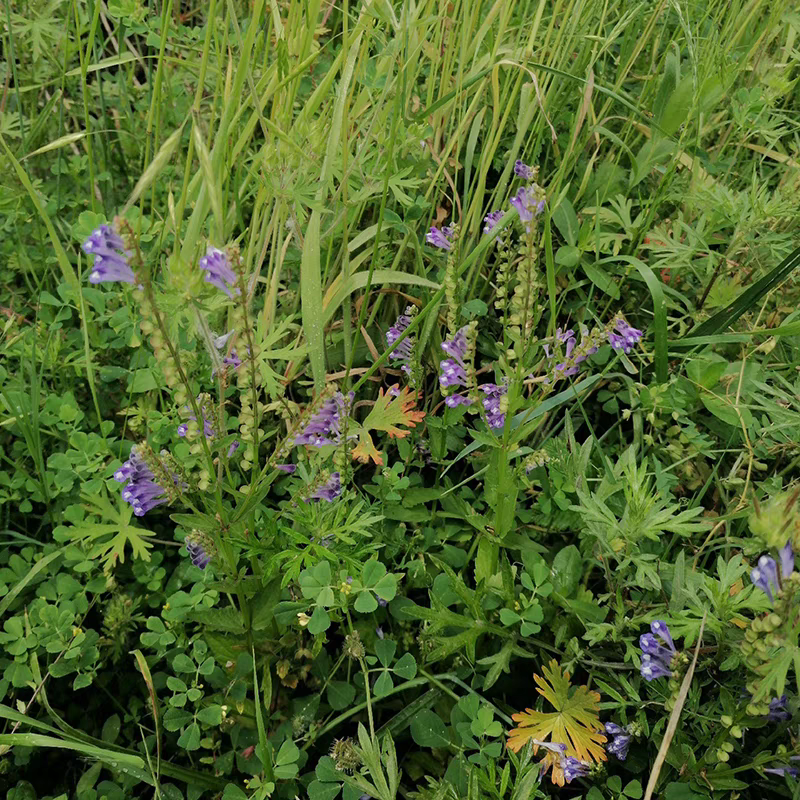 野生半枝莲四方枝产地直新鲜韩信草无硫干货中药材白花蛇舌