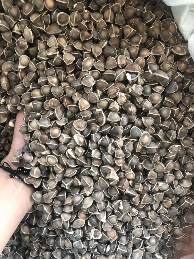 辣木籽规格齐全一手货源价格便宜