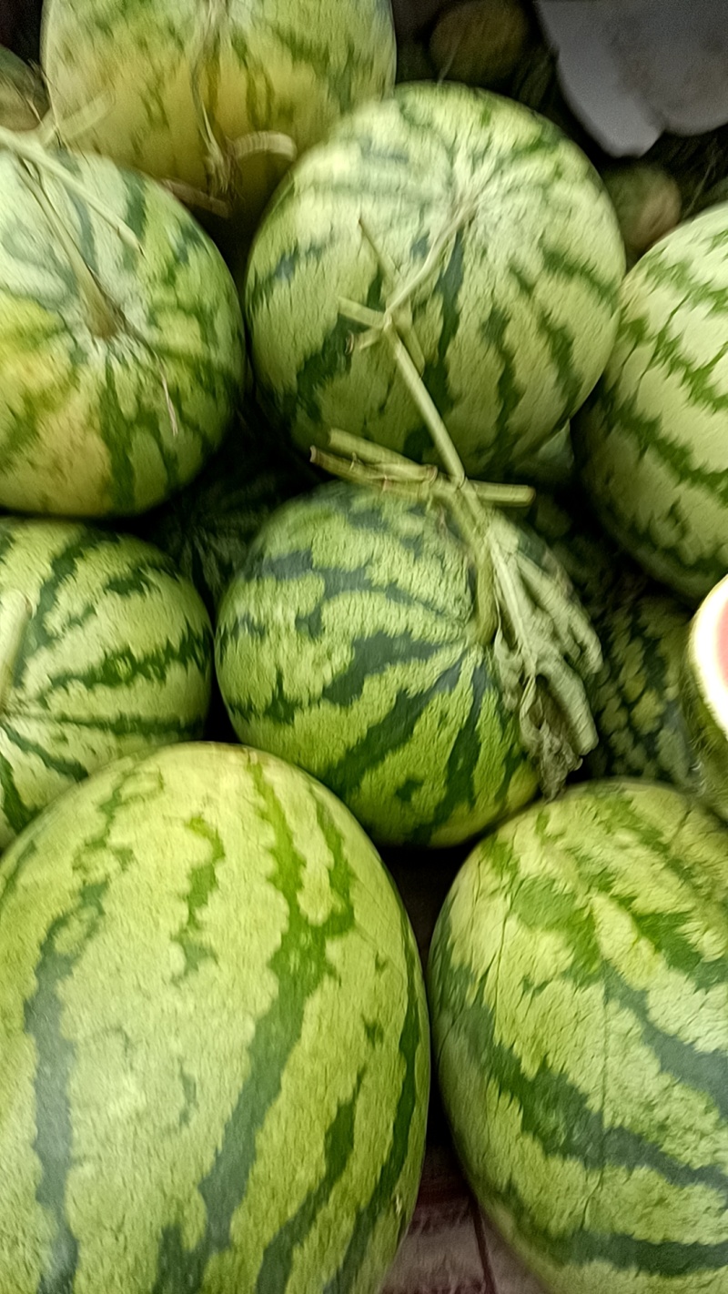 籽生苗金城五