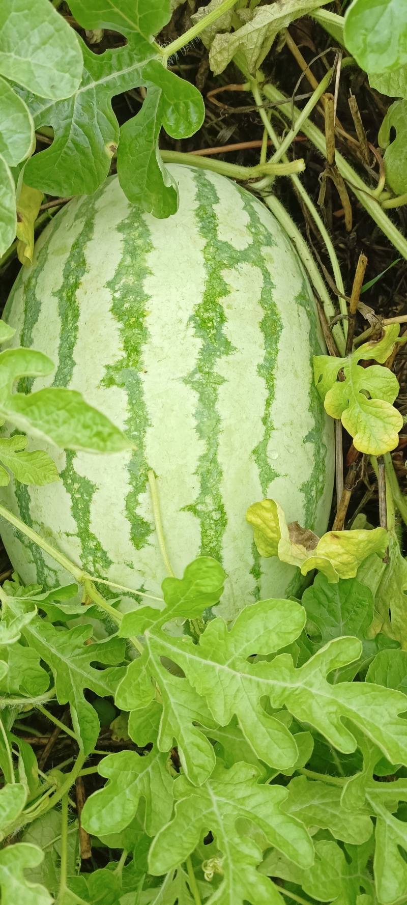 籽生苗金城五