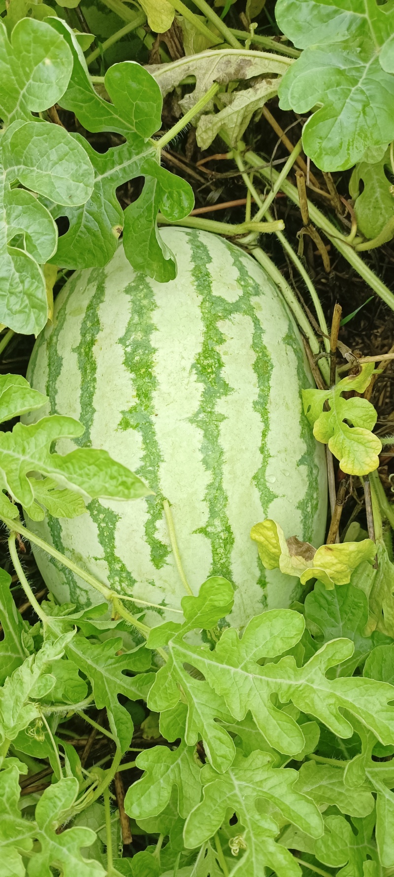 籽生苗金城五