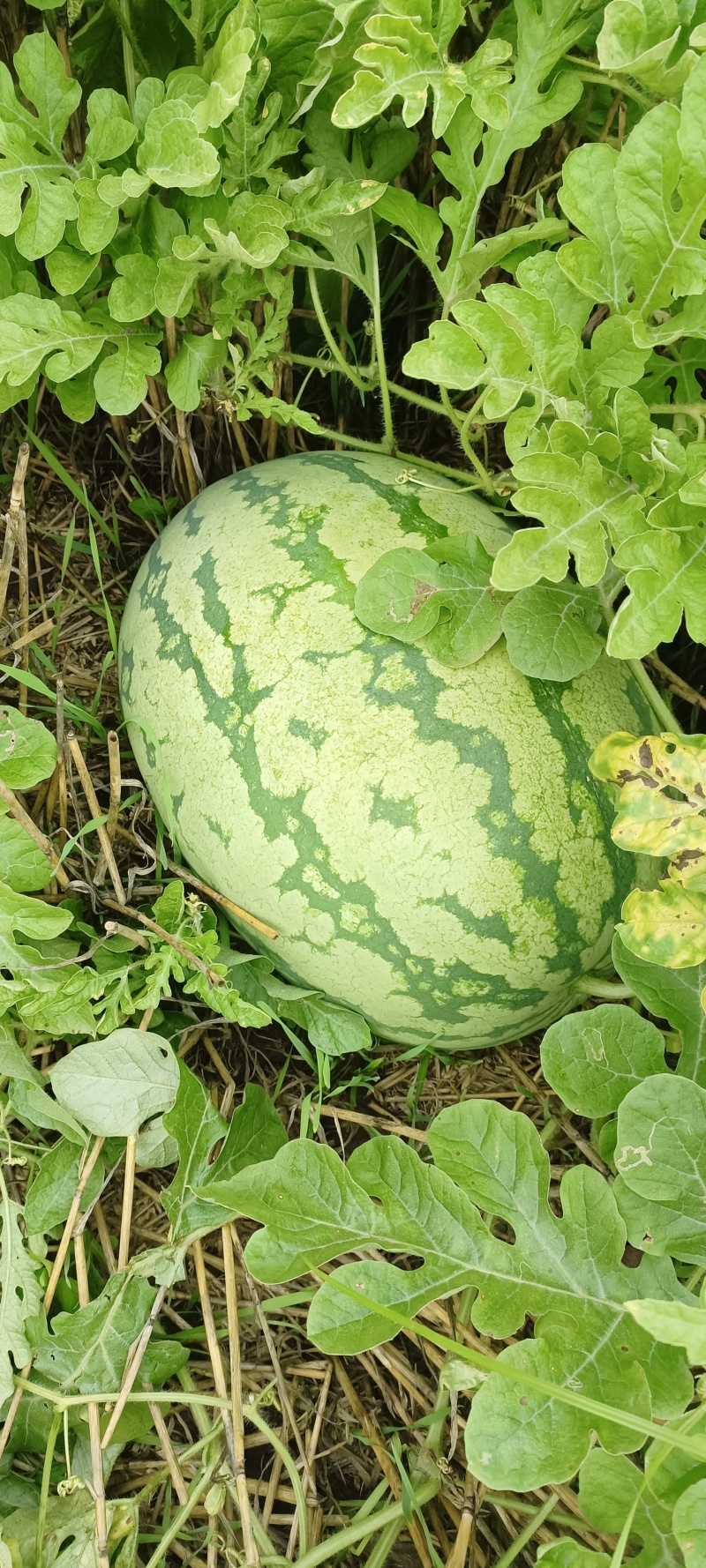 籽生苗金城五