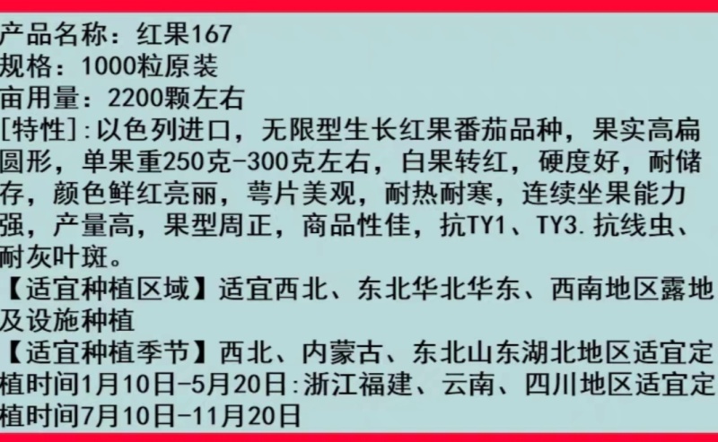 红果番茄种子红果167西红柿籽以色列大果耐寒抗病高产