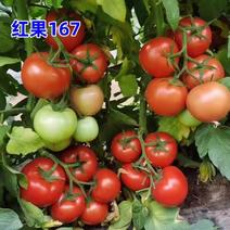 红果番茄种子红果167西红柿籽以色列大果耐寒抗病高产