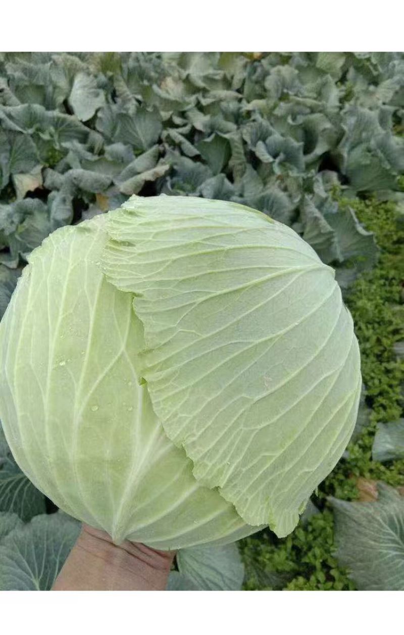 包菜，莲花白产地大量有货，量大从优，保质保量，欢迎订购。