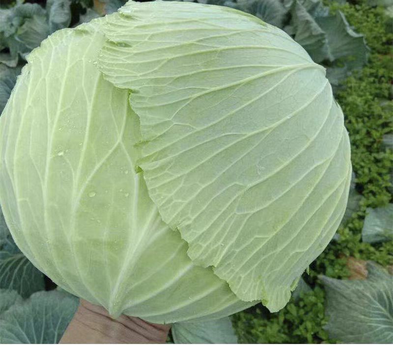 包菜，莲花白产地大量有货，量大从优，保质保量，欢迎订购。