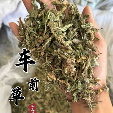 车前草正品过筛货去沫子保庆药业批发车前草实物拍摄