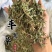 车前草正品过筛货去沫子保庆药业批发车前草实物拍摄