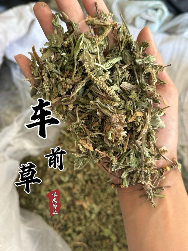 车前草正品过筛货去沫子保庆药业批发车前草实物拍摄