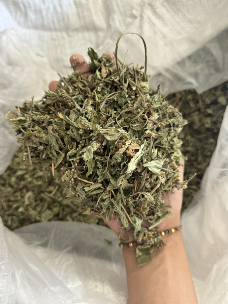车前草正品过筛货去沫子保庆药业批发车前草实物拍摄