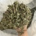 车前草正品过筛货去沫子保庆药业批发车前草实物拍摄