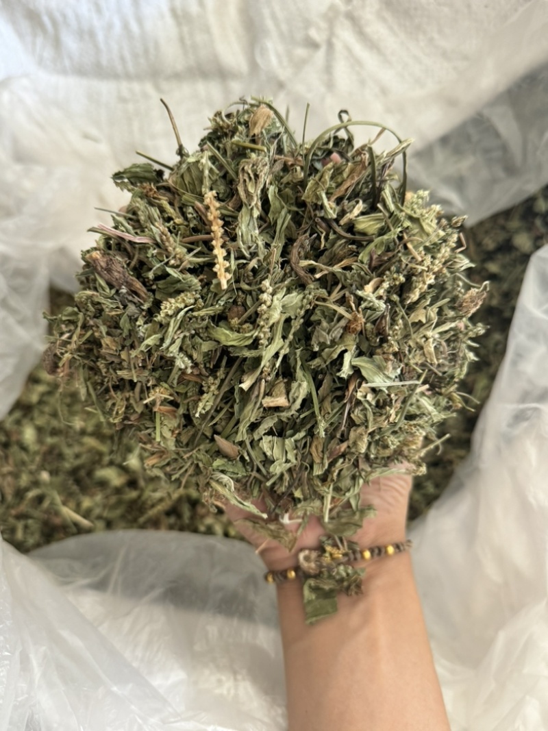 车前草正品过筛货去沫子保庆药业批发车前草实物拍摄