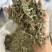车前草正品过筛货去沫子保庆药业批发车前草实物拍摄