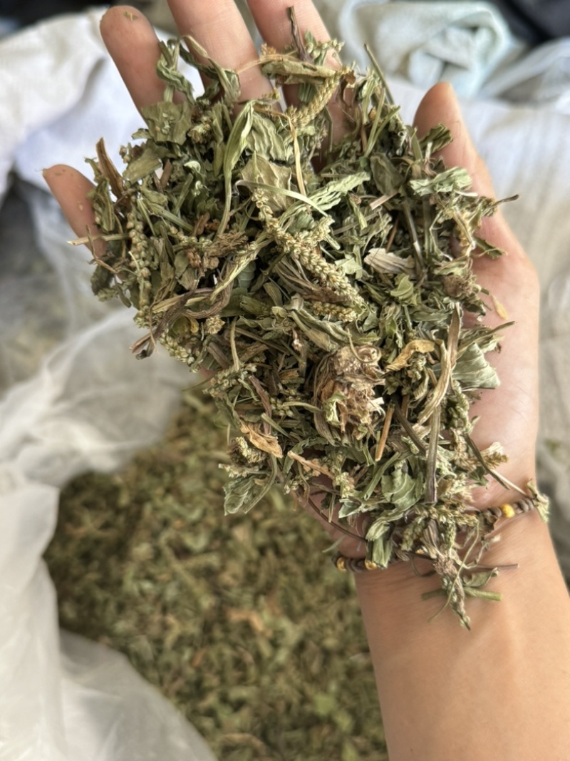 车前草正品过筛货去沫子保庆药业批发车前草实物拍摄
