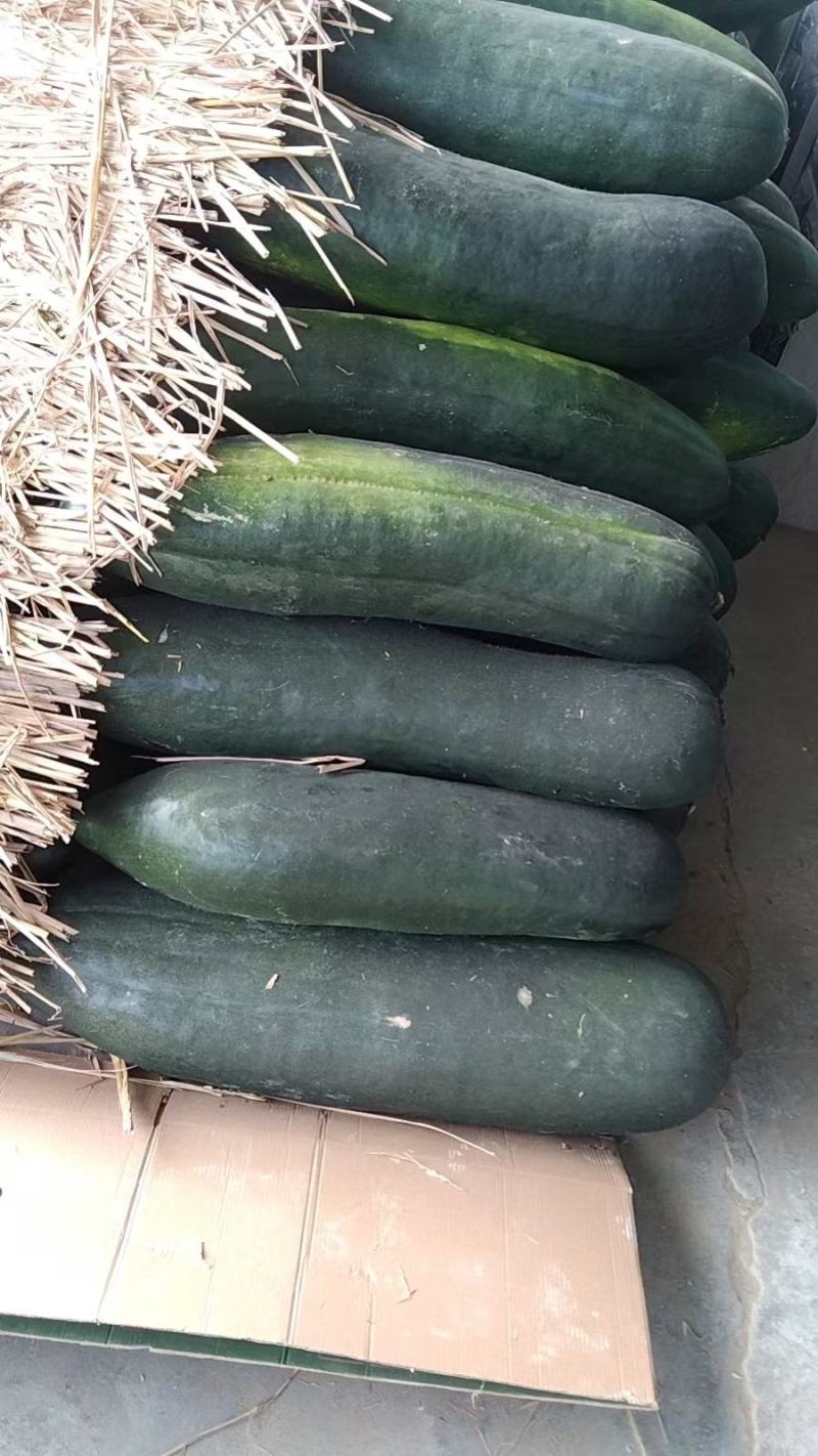 精品黑皮冬瓜，产地现货供应，一手货源量大从优