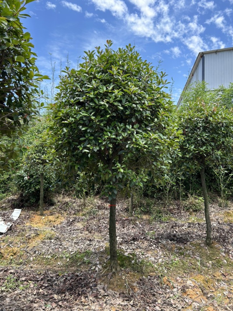 高杆红叶石楠