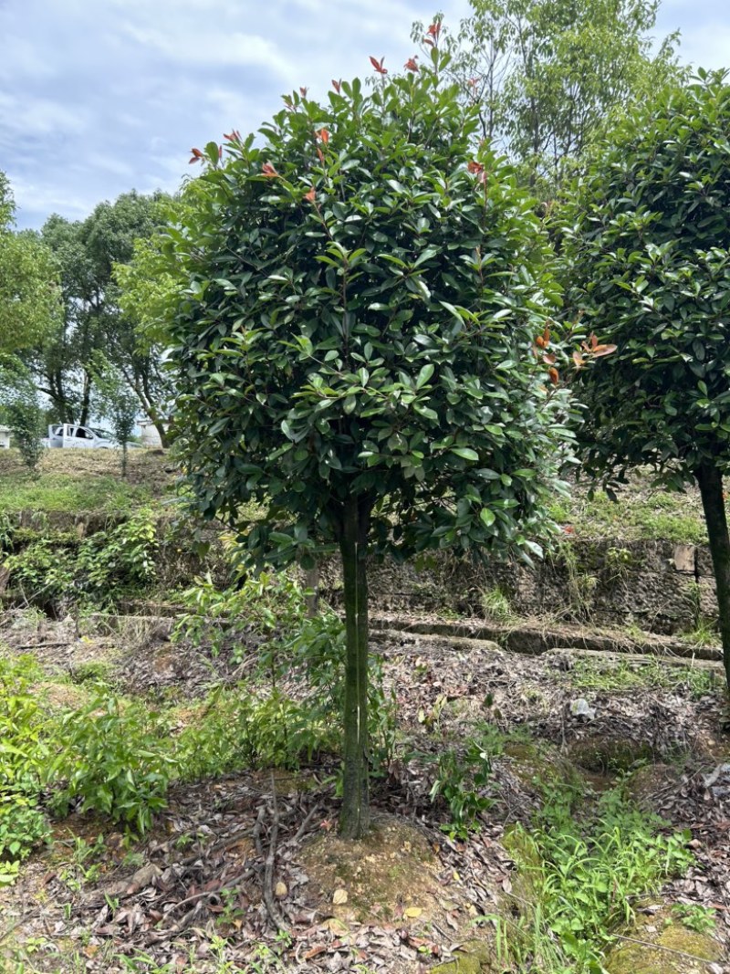 高杆红叶石楠