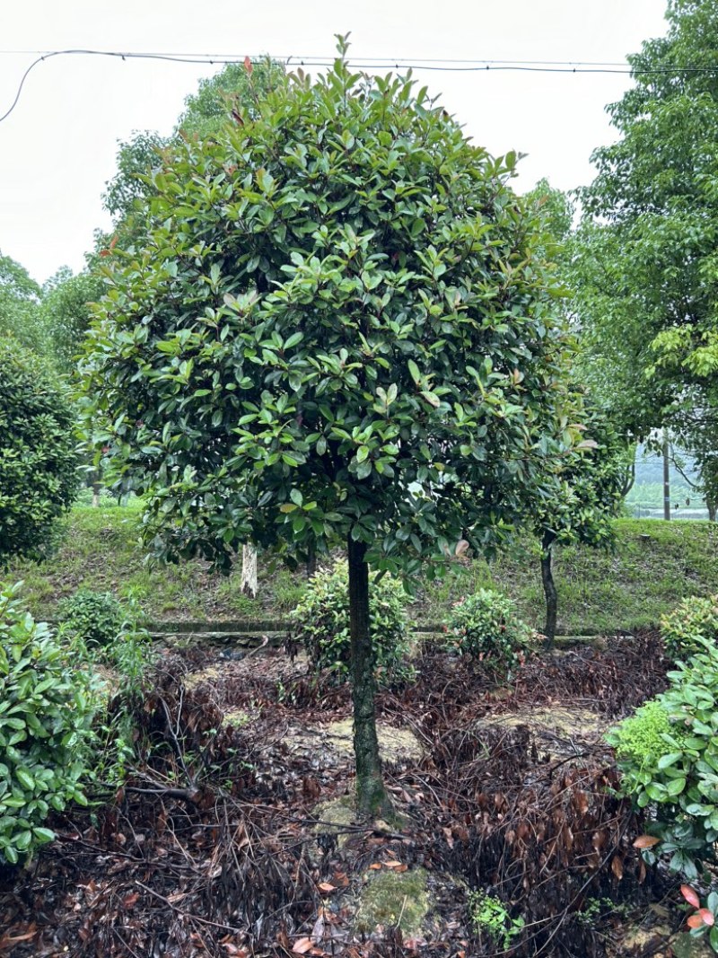高杆红叶石楠