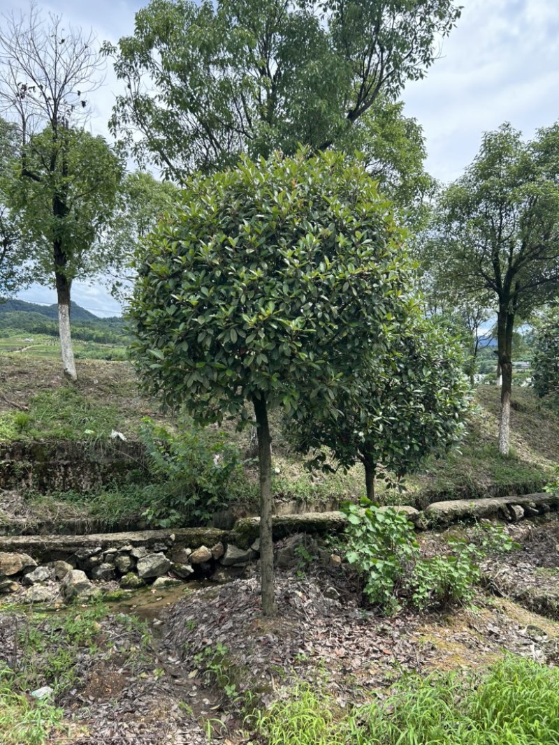 高杆红叶石楠