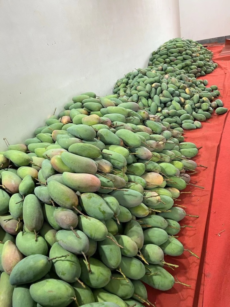 大青芒果产地直发专做电商各大一件代发坏果包赔