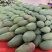 大青芒果产地直发专做电商各大一件代发坏果包赔