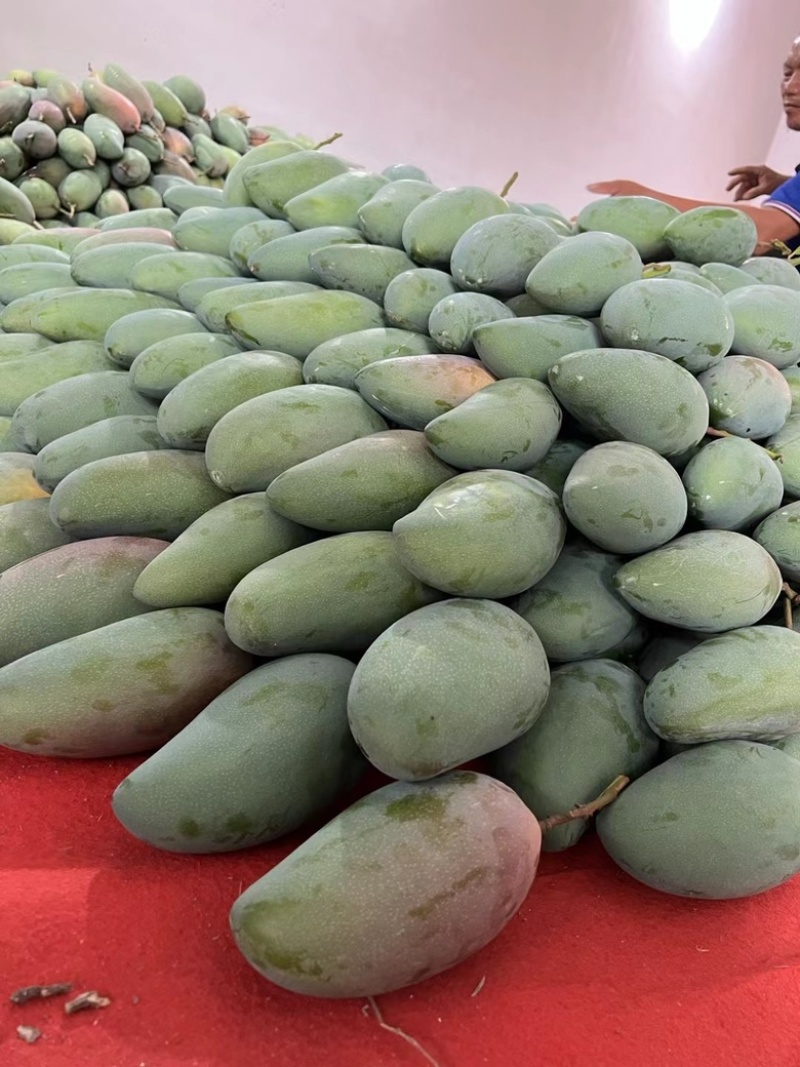 大青芒果产地直发专做电商各大一件代发坏果包赔