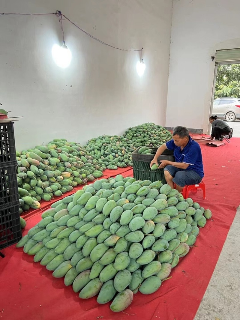 大青芒果产地直发专做电商各大一件代发坏果包赔
