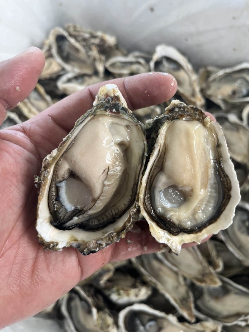 广东潮汕汫洲生蚝，摆摊烧烤专用神器，量大价优，全国可发。