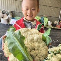 散花菜，青梗丨白梗丨质优价廉丨花菜丨菜花丨产地直发