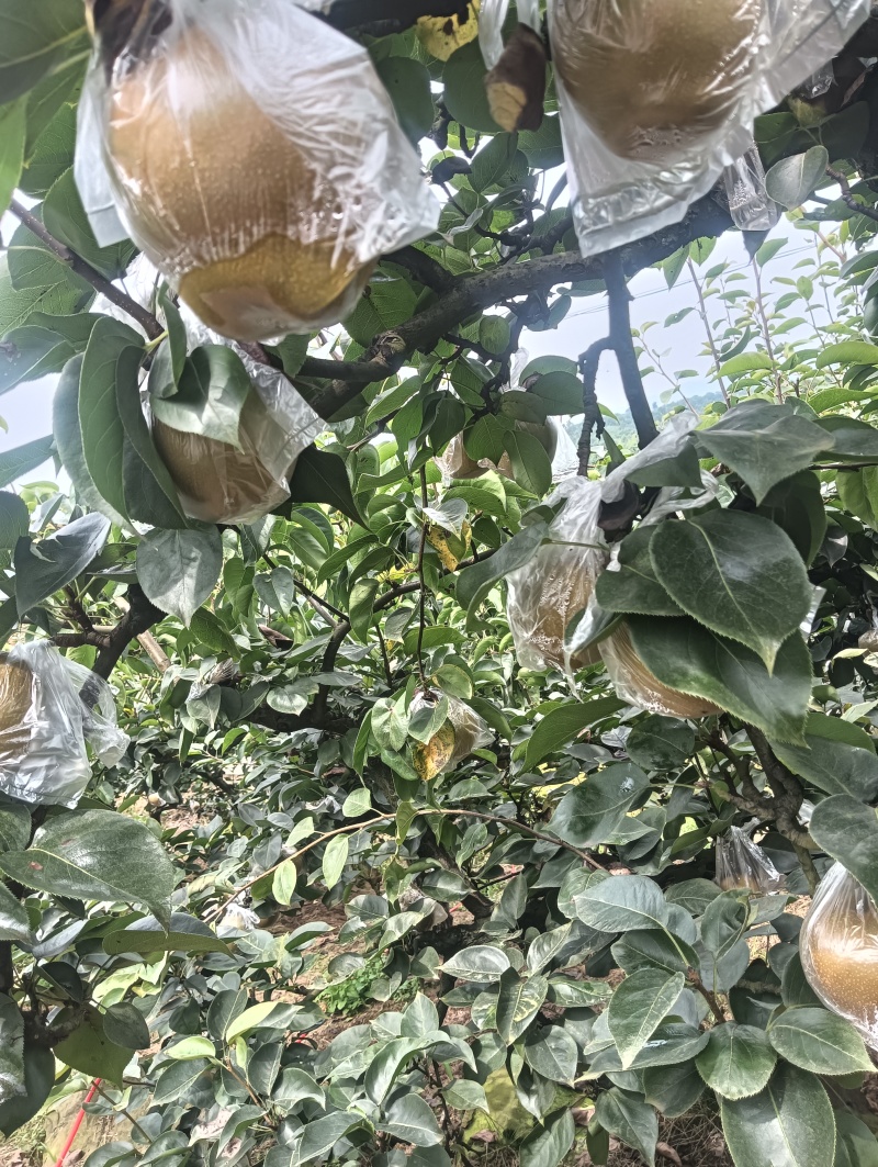 重庆永川吉安尖山早熟圆黄和黄花梨