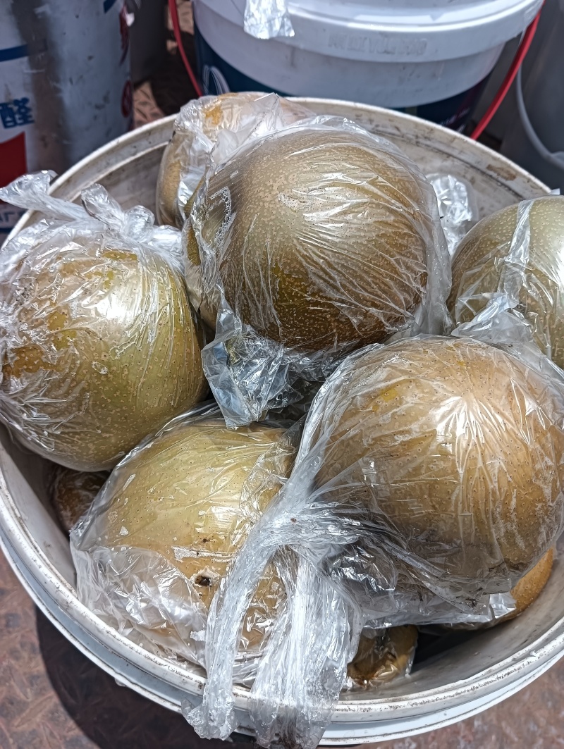 重庆永川吉安尖山早熟圆黄和黄花梨