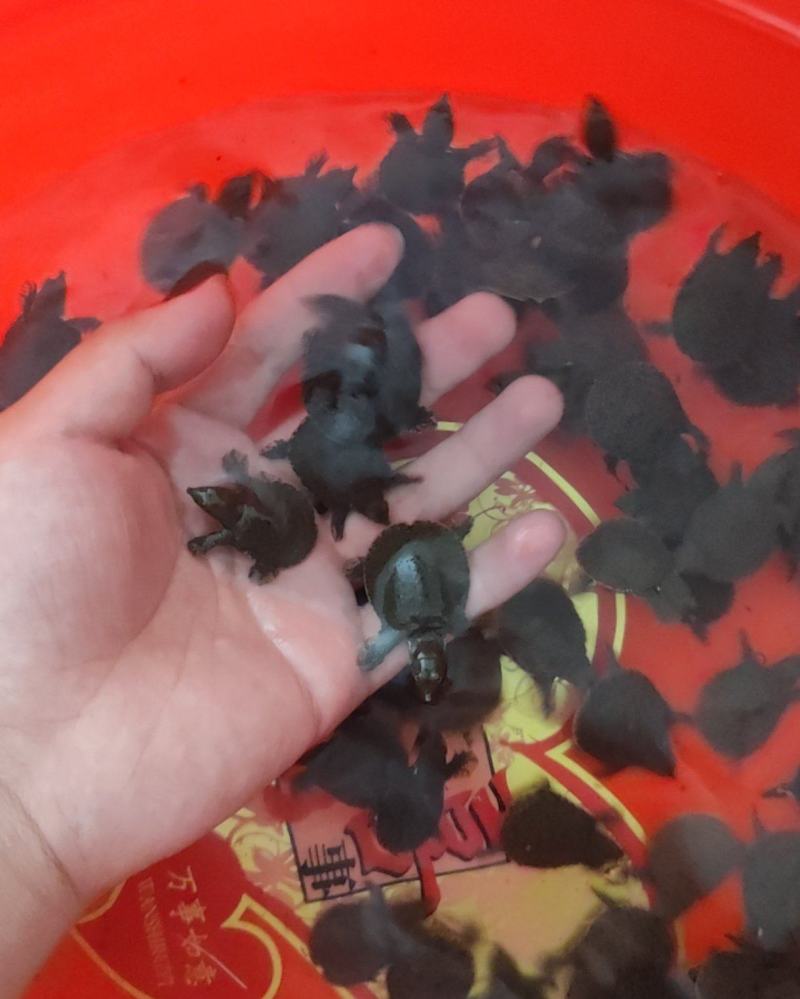 外塘甲鱼苗，活力好，生长快，亲鳖品型好，不易染病