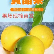 广东台山黄晶果